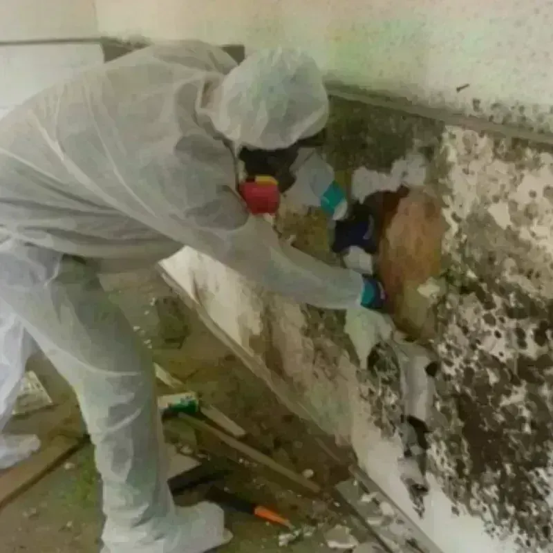 Mold Remediation and Removal in Blue Hills, CT